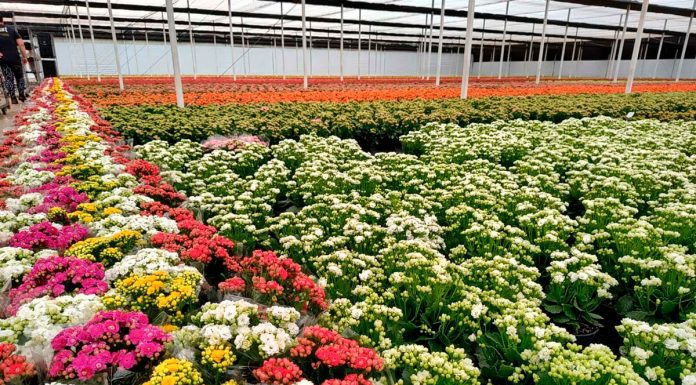 Venda de flores para Finados aumenta 6% e crescem novas formas de homenagens