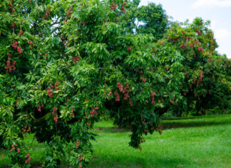Turismo rural: temporada de lichias no Parque Maeda começa no dia 20 de dezembro
