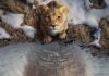 ‘Mufasa – O Rei Leão’ estreia na 1ª sessão do ano no CineMaterna do Shopping ABC