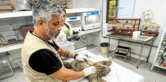 São Bernardo resgata 85 animais silvestres em 2025 e reforça proteção à fauna