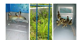 Patos silvestres são resgatados próximos à Estação Primavera-Interlagos da ViaMobilidade