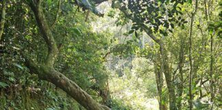 Ribeirão Pires inaugura Trilha do Tapiá no Parque Oriental