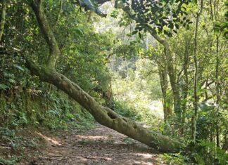 Ribeirão Pires inaugura Trilha do Tapiá no Parque Oriental