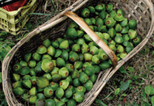 20º Festival do Cambuci celebra tradição e sustentabilidade em Paranapiacaba