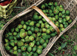 20º Festival do Cambuci celebra tradição e sustentabilidade em Paranapiacaba