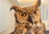 Coruja jacurutu é resgatada em Santo André