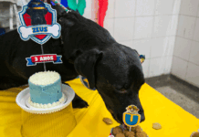 São Caetano promove vacinação antirrábica e adoção de cães