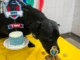 São Caetano promove vacinação antirrábica e adoção de cães