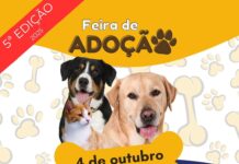 Feira de adoção animal da OAB recebe apoio do Singular