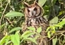 Santo André realiza soltura de coruja e cobra d’água resgatadas em residências