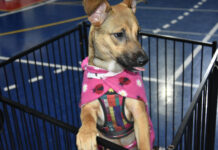 Singular apoia nova edição da feira de adoção animal em Santo André