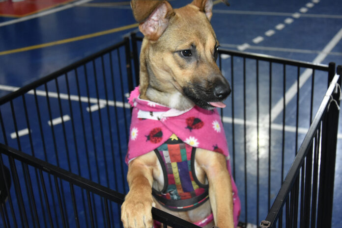 feira de adoção animal