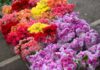 Mercado de Flores da Craisa tem expectativa de aumento nas vendas para o Dia de Finados