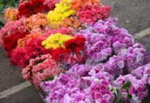 Mercado de Flores da Craisa tem expectativa de aumento nas vendas para o Dia de Finados