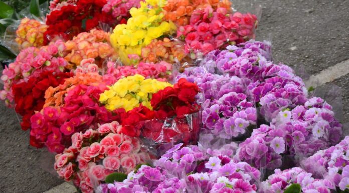 Mercado de Flores da Craisa tem expectativa de aumento nas vendas para o Dia de Finados