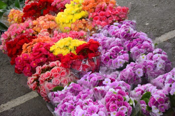 Mercado de Flores na Craisa é opção de compra Finados