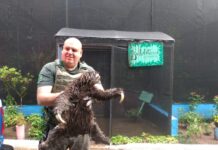 Bicho Preguiça é resgatado pela Guarda Ambiental de Diadema