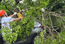 Ação da GCM e Defesa Civil salva motorista após queda de árvore em São Caetano