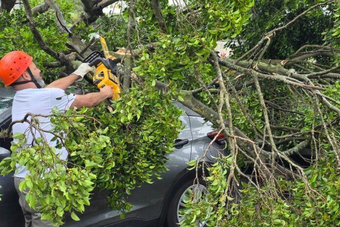 Ação rápida e integrada da GCM e Defesa Civil salva motorista após queda de árvore em São Caetano (1)