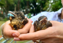 EMEI Cleide Auricchio transforma nascimento de sabiás em vivência inesquecível em São Caetano