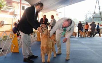 Exposição de Cães de Raça Pura movimenta Ribeirão Pires neste fim de semana
