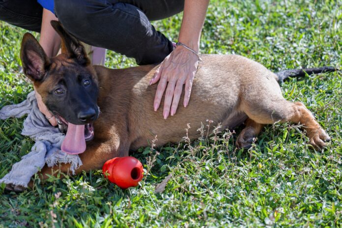 Canil da GCM de São Caetano recebe reforço de dois novos pastores Belga Mallinois (2)