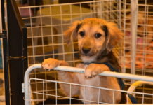 Singular apoia feira de adoção animal da OAB em Santo André