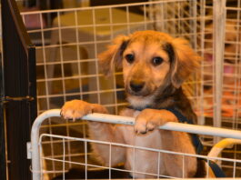 Singular apoia feira de adoção animal da OAB em Santo André