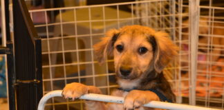 Singular apoia feira de adoção animal da OAB em Santo André