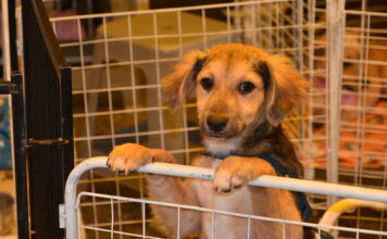 Singular apoia feira de adoção animal da OAB em Santo André