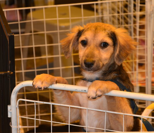 Singular apoia feira de adoção animal da OAB em Santo André