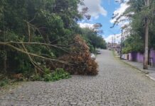 Prefeitura reforça pronta-resposta após chuvas e ventos intensos em Ribeirão Pires