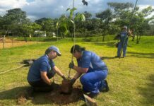 Parque Central passa por ampla revitalização e recebe plantio de 300 árvores