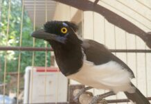 GCM Ambiental de Diadema resgata 8 animais silvestres