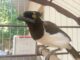 GCM Ambiental de Diadema resgata 8 animais silvestres