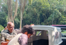 Guarda Ambiental resgata capivara ferida em área industrial de São Bernardo