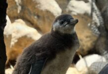 Sabina terá chá revelação de filhote de pinguim nesta quinta-feira