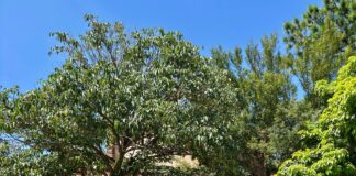 Prefeitura transfere EMEF Olyntho Voltarelli Filho para novo prédio com mais infraestrutura