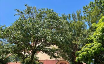 Prefeitura transfere EMEF Olyntho Voltarelli Filho para novo prédio com mais infraestrutura