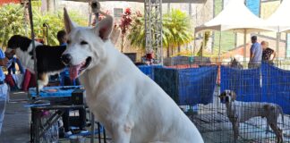 Exposição de Cães de Raça Pura movimenta Ribeirão Pires nos dias 21 e 22 de fevereiro