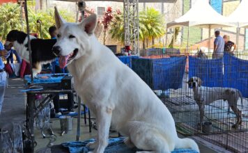 Exposição de Cães de Raça Pura movimenta Ribeirão Pires nos dias 21 e 22 de fevereiro