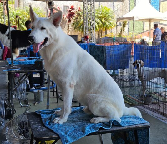 Exposição de Cães de Raça Pura movimenta Ribeirão Pires nos dias 21 e 22 de fevereiro