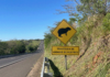 DER-SP alerta para animais na pista durante período de férias