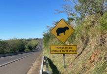 DER-SP alerta para animais na pista durante período de férias