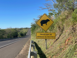 DER-SP alerta para animais na pista durante período de férias