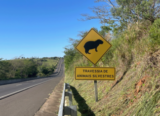 DER-SP alerta para animais na pista durante período de férias