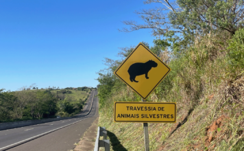 DER-SP alerta para animais na pista durante período de férias