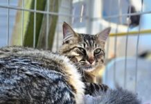 Feira de Adoção é destaque no Tigela Cheia neste sábado (28) em Ribeirão Pires