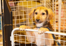 OAB Santo André transforma estacionamento em feira de adoção animal com apoio do Singular