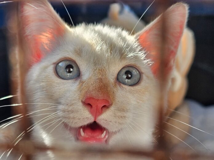 Castramóvel na Vila Belmiro - Felipe Cruz (1)